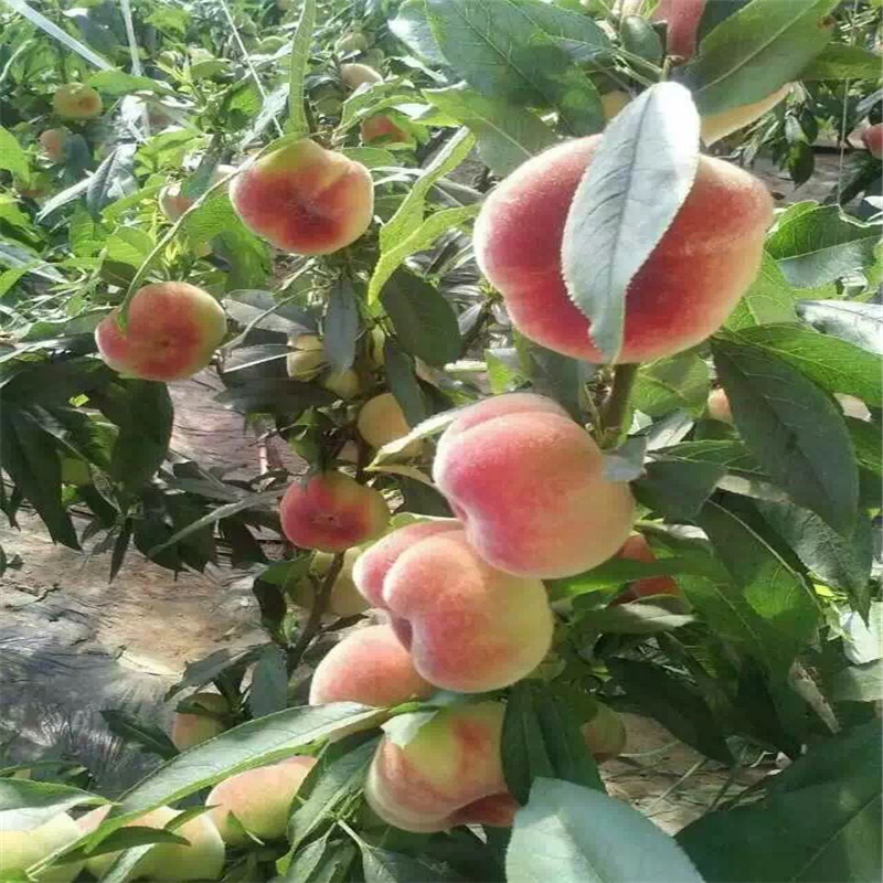 夏甜桃树苗详细介绍出售夏甜桃树苗厂家