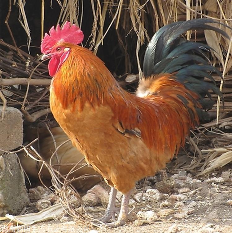 热销淮南王鸡苗批发