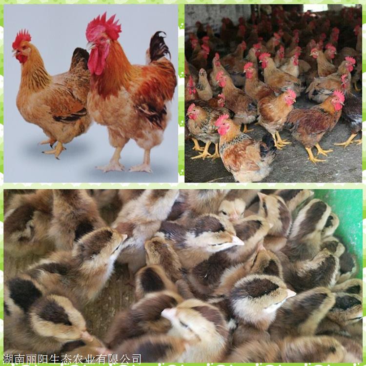 贵州k901鸡苗批发
