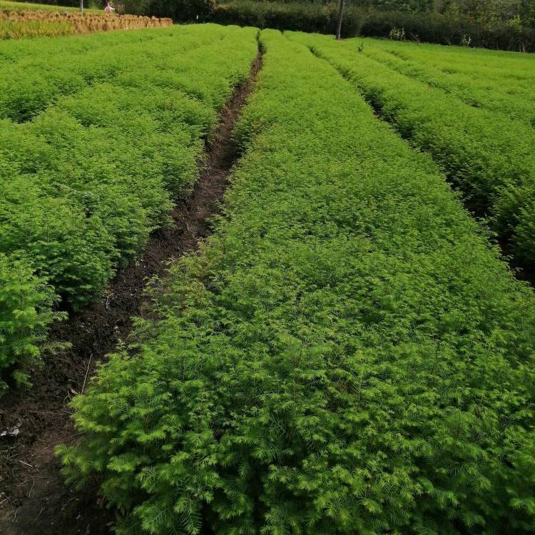 廣西水杉樹苗批發 工程綠化苗木基地 各種規格齊全水杉小苗