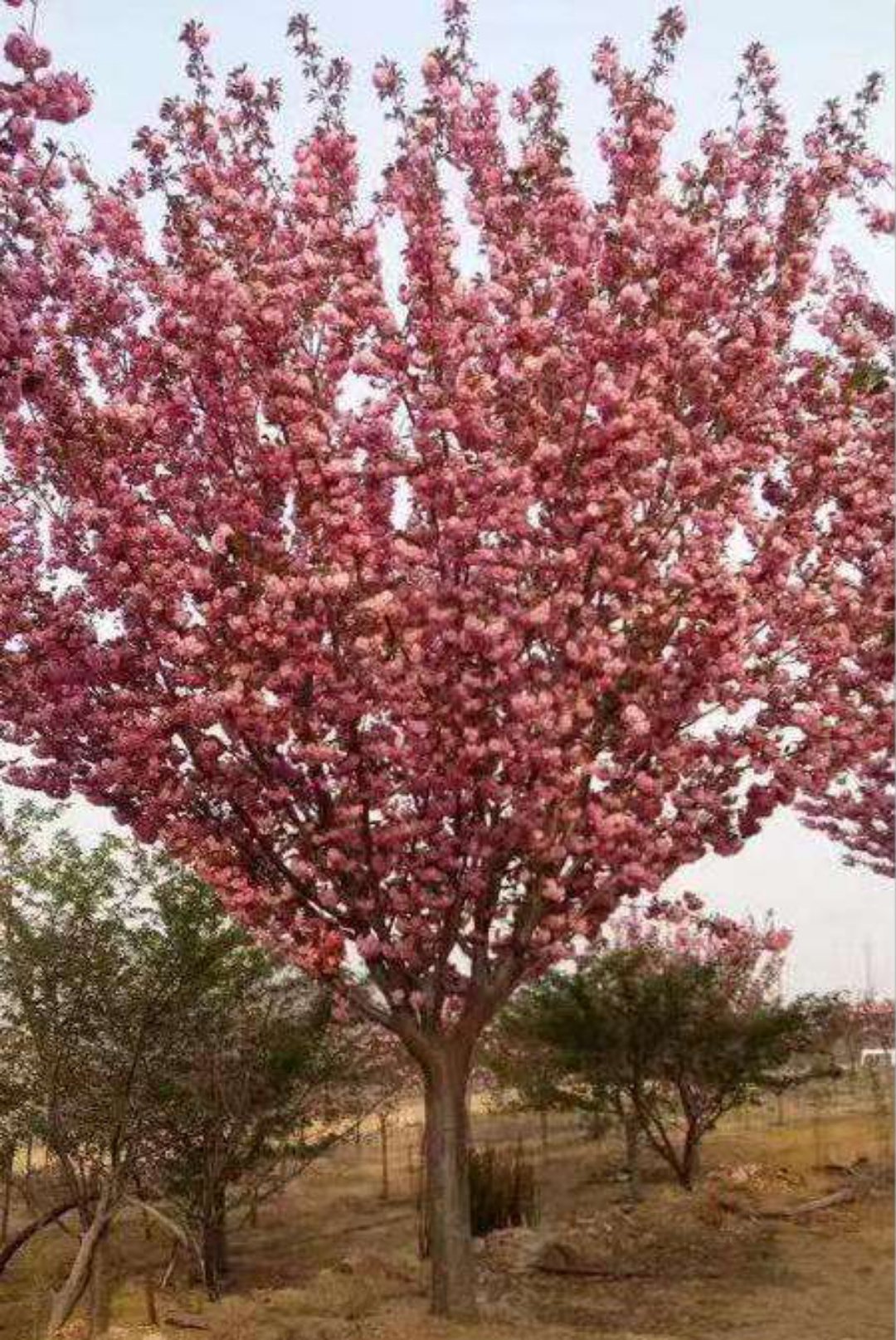 山东泰安樱花泰安冬红海棠泰安10公分樱花泰安染井吉野樱花
