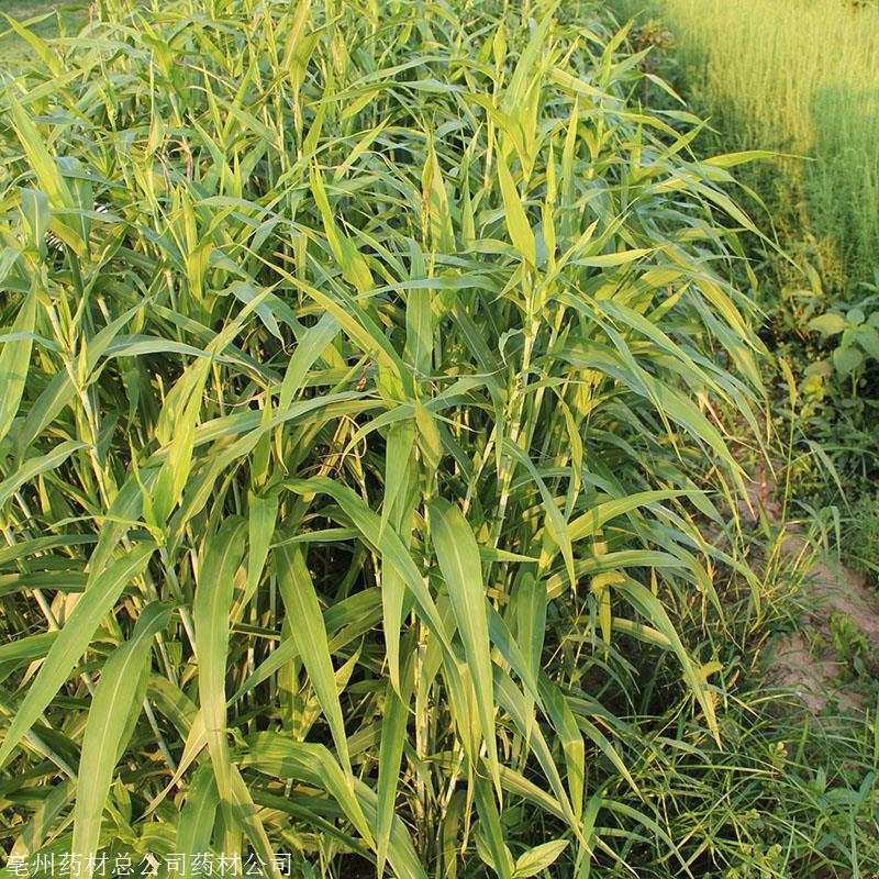 薏米种子批发包发芽