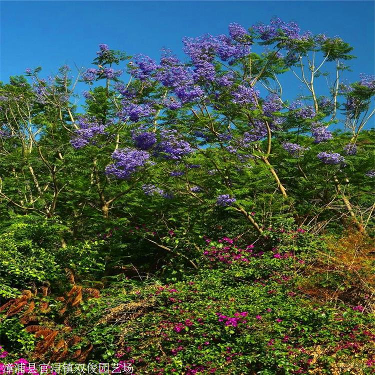 云南蓝花楹报价全冠蓝花楹树风景树行道树蓝花楹