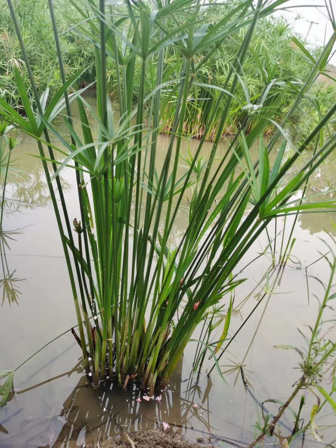 常见水生植物图片(常见水生植物图片大全大图)