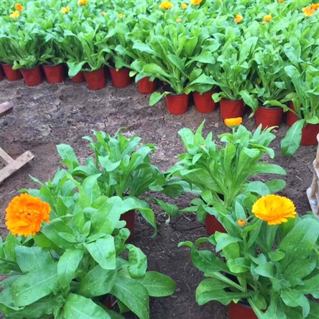 基地直销金盏菊金盏菊小苗租摆金盏菊供应向阳