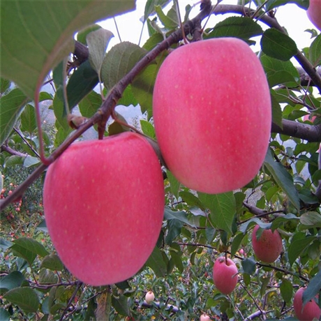 出售响富苹果苗2年生华硕苹果苗祥顺农业种植特点