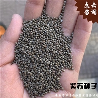 紫蘇種子 紫蘇籽批發
