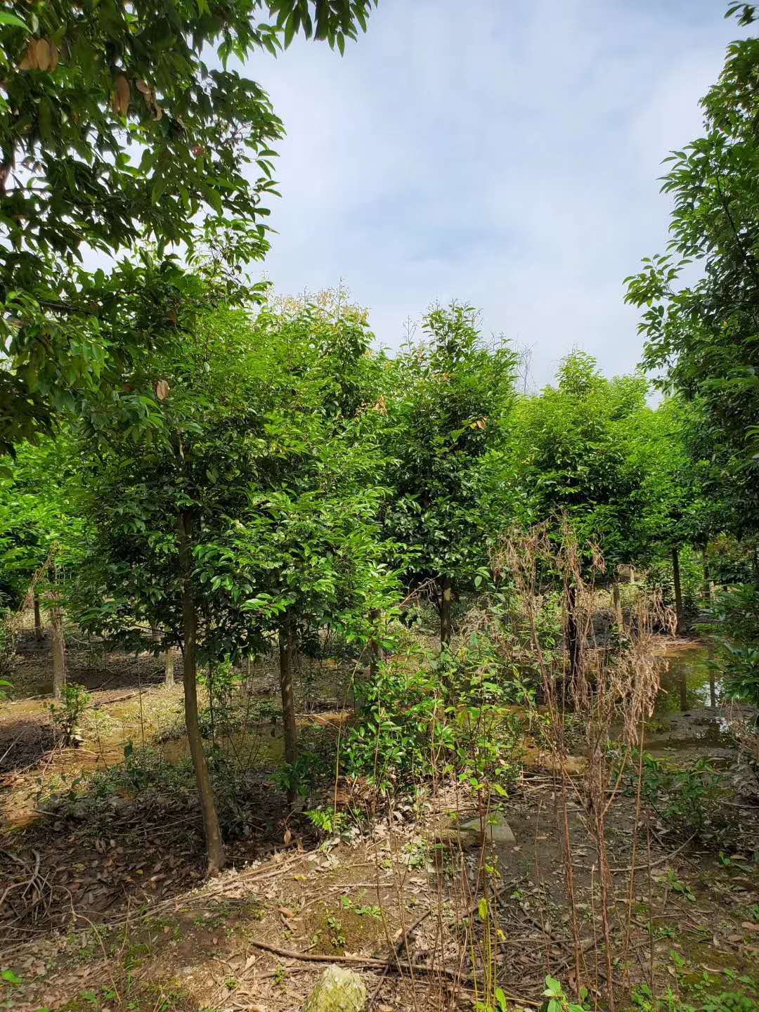 批发天竺桂球型 天竺桂笼子价格 天竺桂树