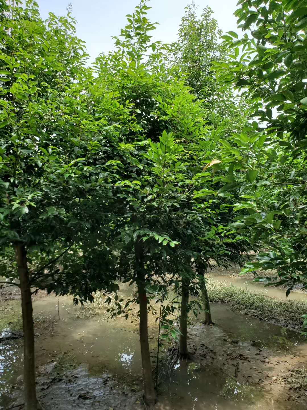 精品天竺桂笼子批发基地供应