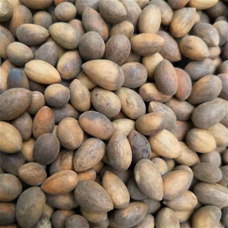 现采收楠木种子供应 产地直销金丝楠种苗