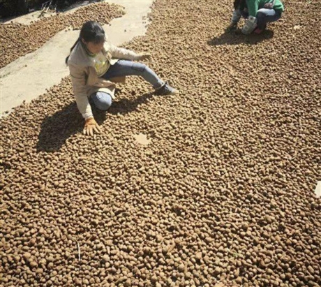 二代高产南京花魔芋种子  免费提供种植技术指导