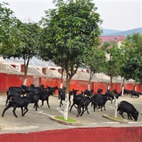 黑山羊的养殖技术和管理  黑山羊养殖，空怀期管理