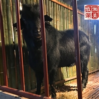 湘美黑山羊养殖场，江西赣州第二次引进种羊