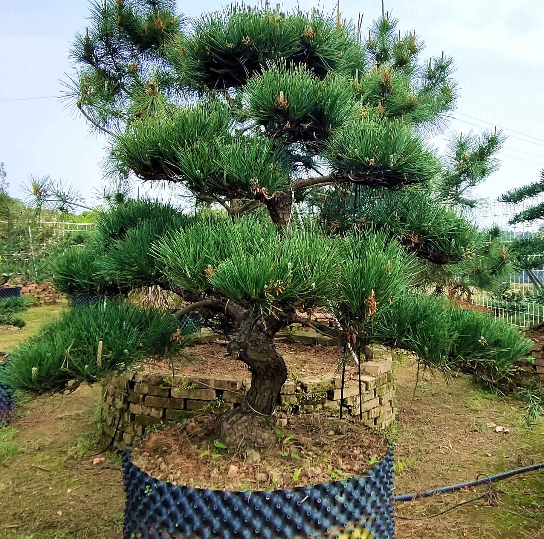 日本别墅高档树黑松图片