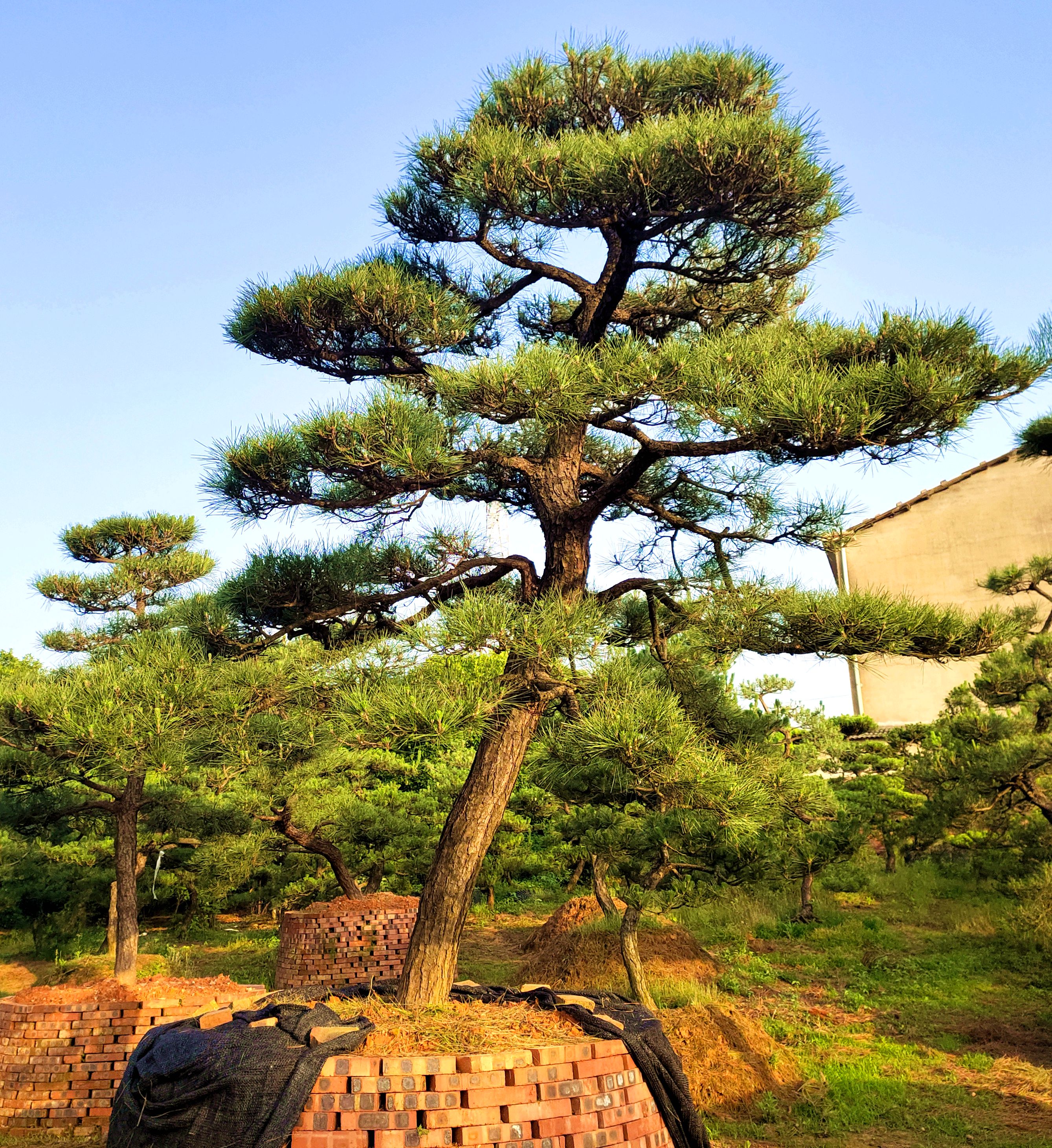 日本庭院松树品种图片