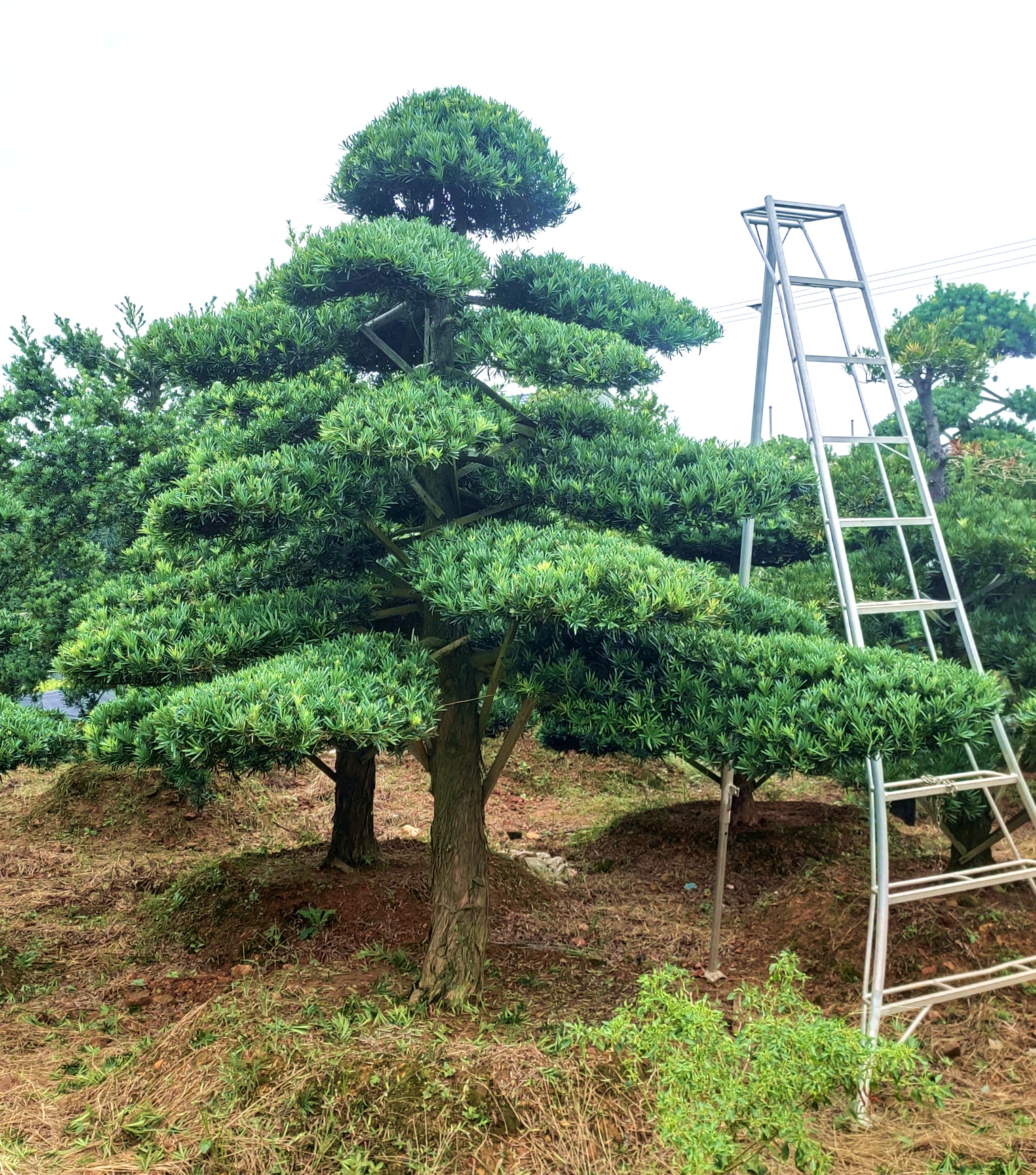 罗汉松造型罗汉松罗汉松盆景罗汉松基地