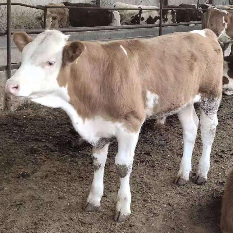 厂家直供西门塔尔牛 提供技术支持 正大牧业 西门塔尔牛犊养殖厂