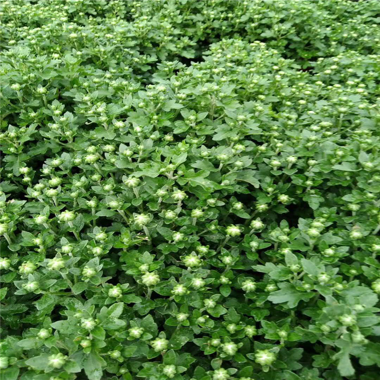 千头菊,青州千头菊,千头菊基地,千头菊小苗,千头菊价格