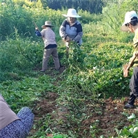 江苏爬山虎产地 爬山虎苗批发价格