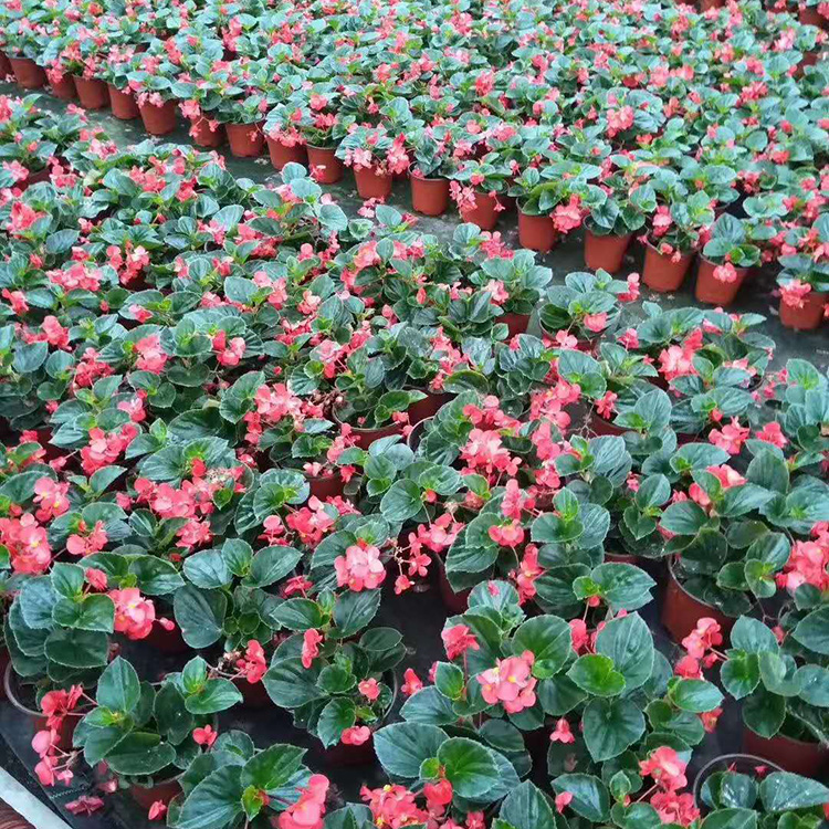 大花海棠杯苗出售 青州硕阳花卉 大量供应大花海棠