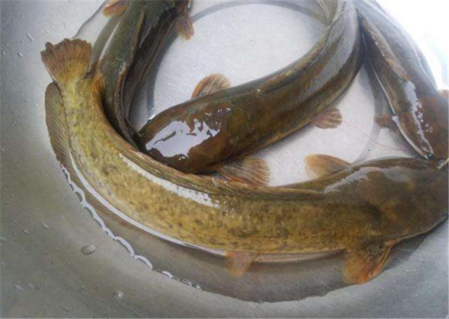 梅州本地塘鲺鱼 汕尾塘鲺批发