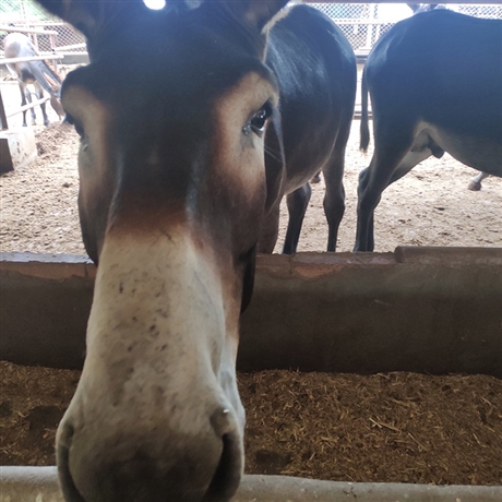 出售种公驴品种2020年种公驴自由挑选种公驴