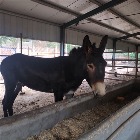 种公驴养殖基地出售德州种公驴大型德州种驴养殖