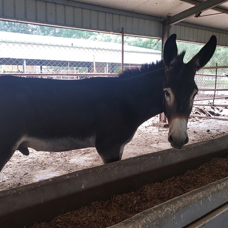 直销三粉驴苗提供技术三粉驴苗活体成长率高