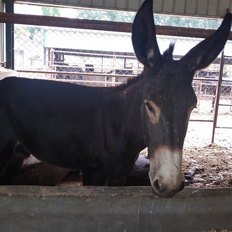 出售三粉驴苗活体三粉驴苗供应商