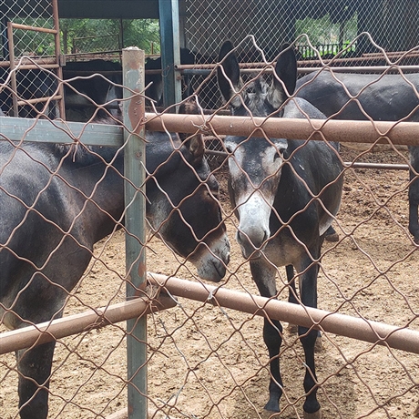 出售三粉驴苗活体三粉驴苗供应商