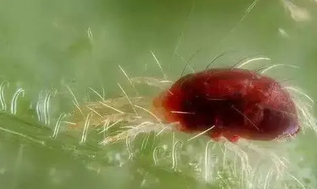 植物源農藥奧滿淨苦參鹼 草莓紅蜘蛛防治辦法