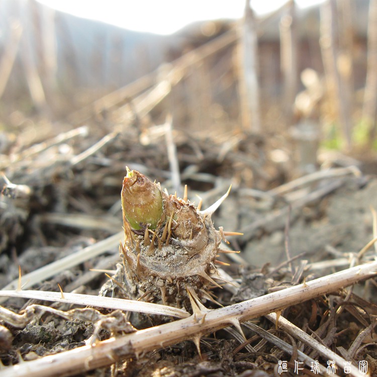 陇南地区乌龙头苗 一手货源 乌龙头树苗 种播苗