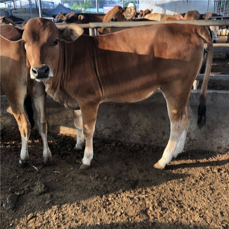 鲁西黄肉牛犊鲁西黄肉牛养殖场正大牧业厂家供应改良肉牛