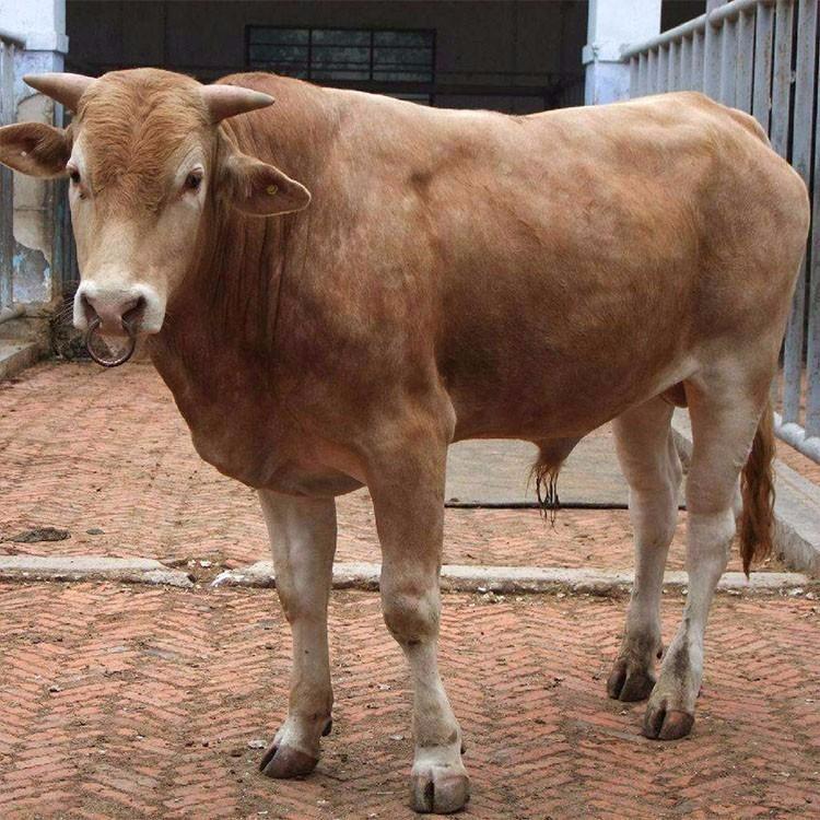 鲁西黄肉牛犊鲁西黄肉牛养殖场正大牧业厂家供应改良肉牛