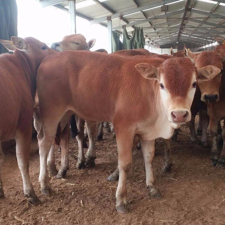 鲁西黄牛育肥牛鲁西黄牛300斤价格正大牧业山东肉牛养殖场