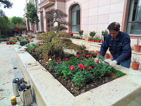 苏州别墅花园设计私家园林绿化庭院苗木基地造型景观苗木种植