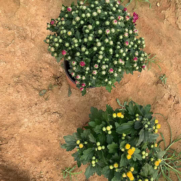 观赏花卉千头菊 千头菊幼苗 千头菊售价