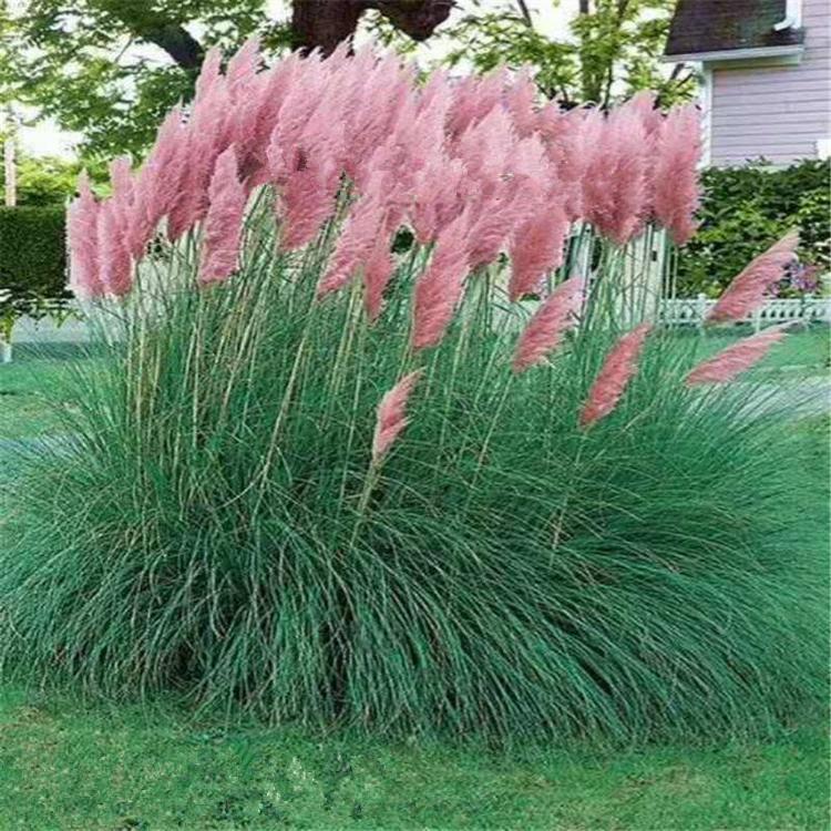 细叶芒 山东基地批发细叶芒价格