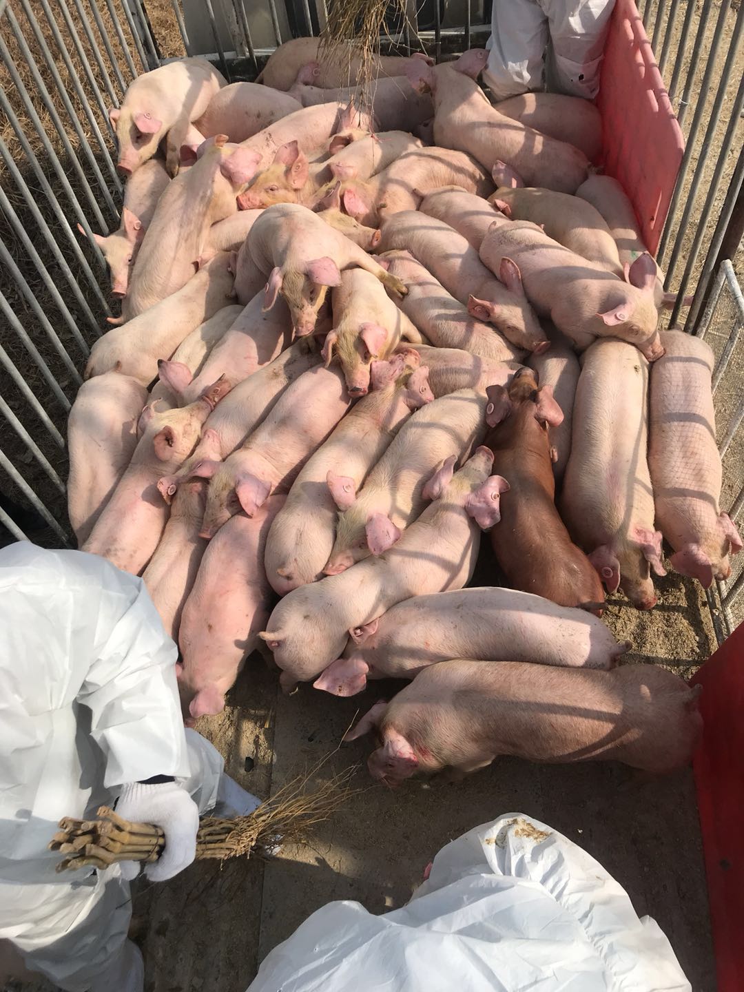 扬州仔猪价格批发 扬州猪仔价格行情 扬州三元猪苗猪场