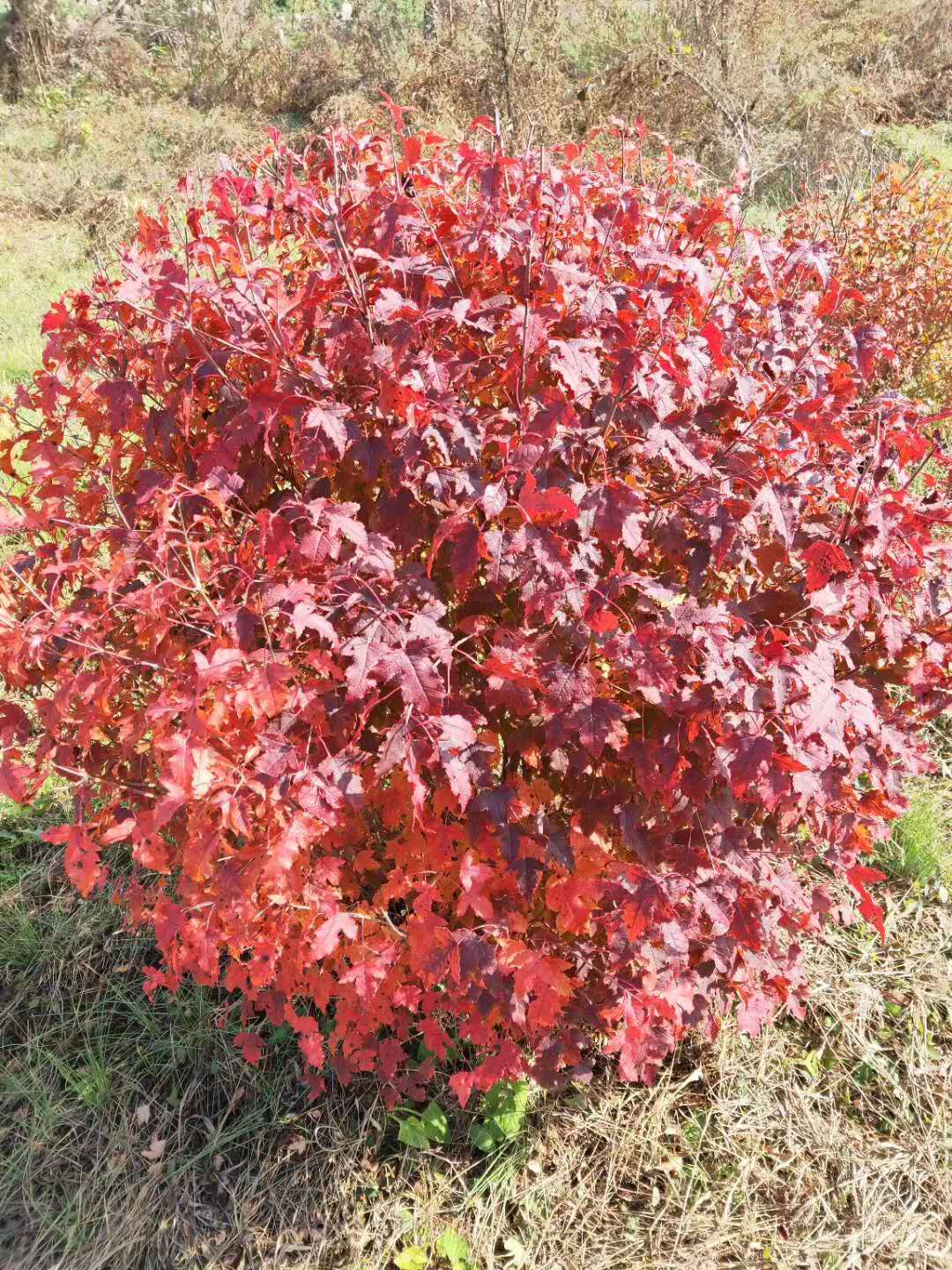 精品茶条槭球800冠幅以上,精心修剪成球