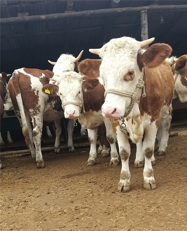 吉林省出售西门塔尔牛小牛犊子价格