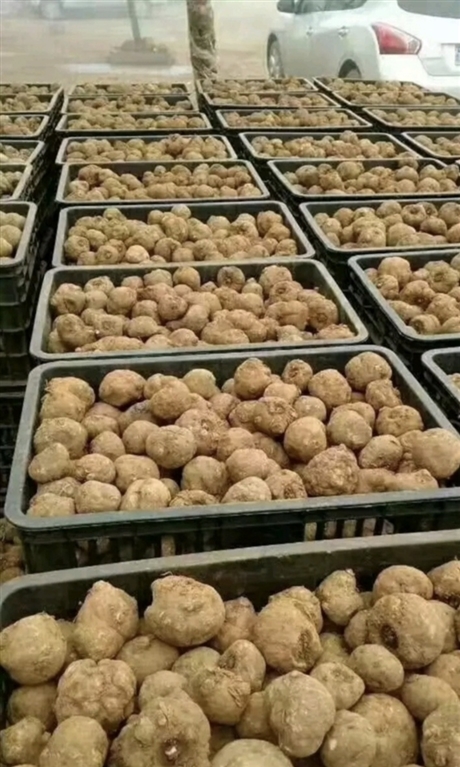 合肥二代高产花魔芋种子基地出售
