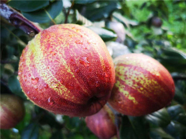 5公分早酥紅梨樹苗種植方式