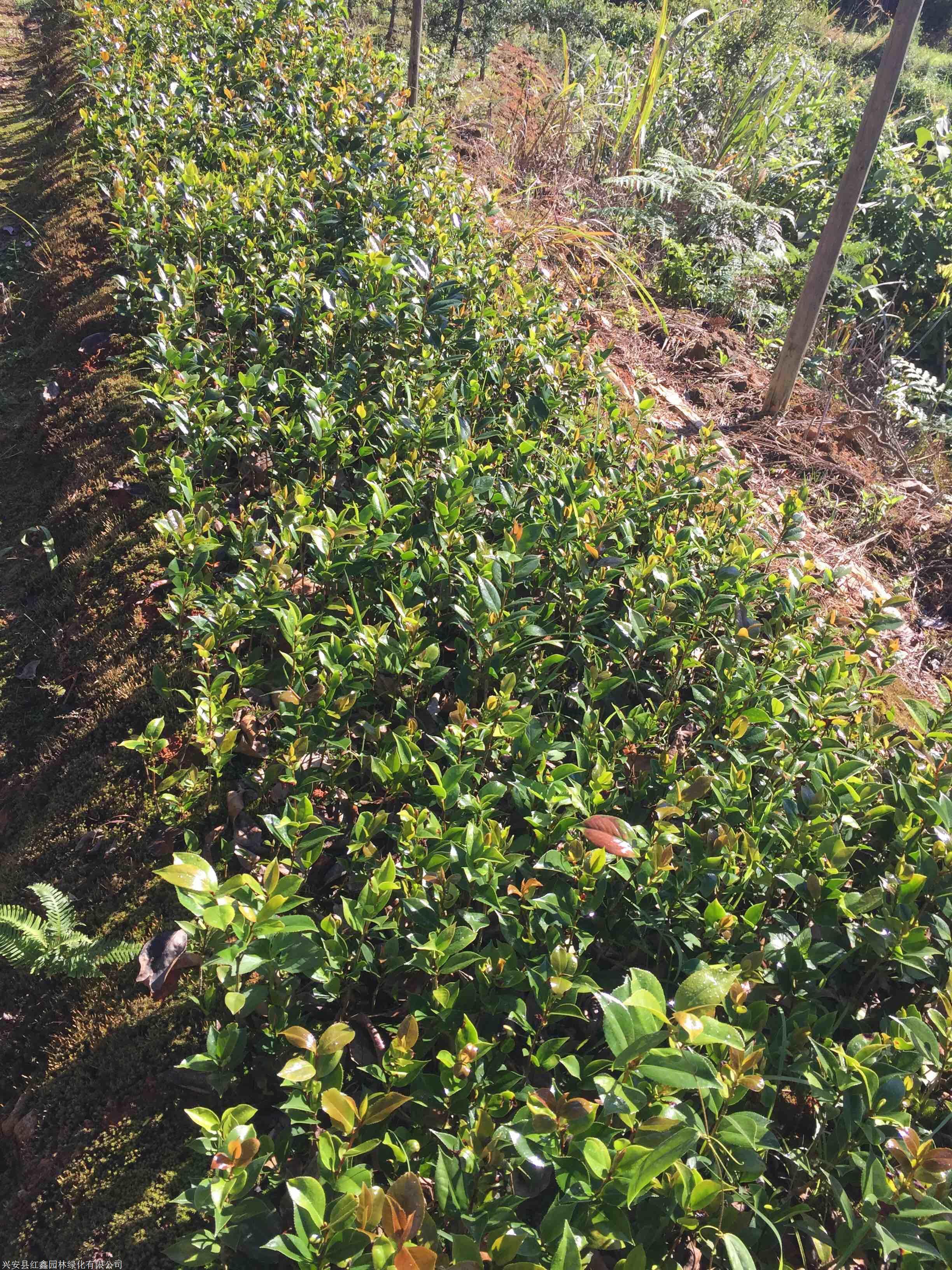 山茶花苗批发 北京山茶花盆栽 庭院可盆栽茶花苗