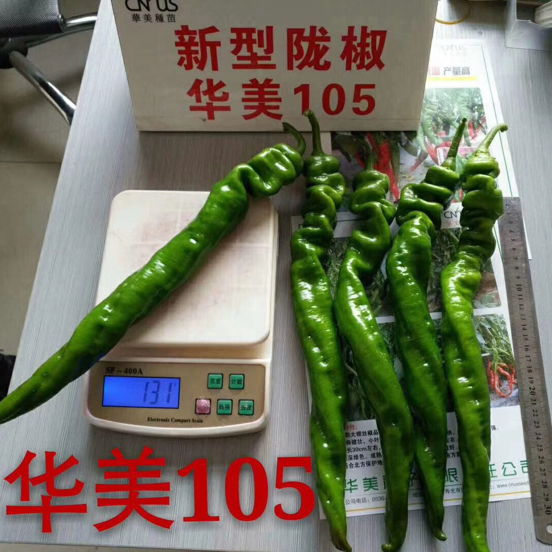 华美105螺丝椒品种图片