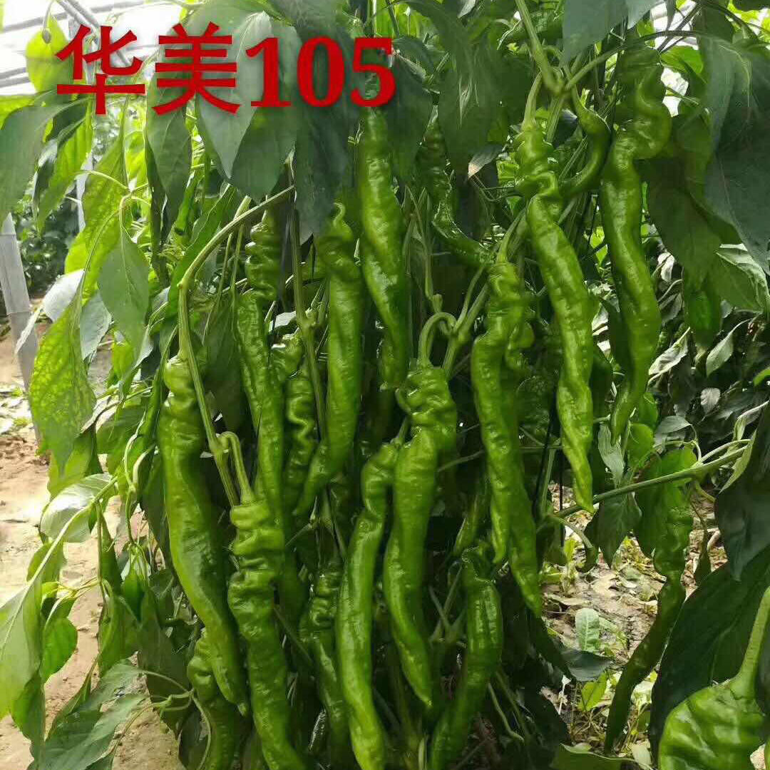 华美105辣椒品种产量图片