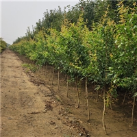 3公分泰山红石榴树零售 4公分石榴树水果种植前景