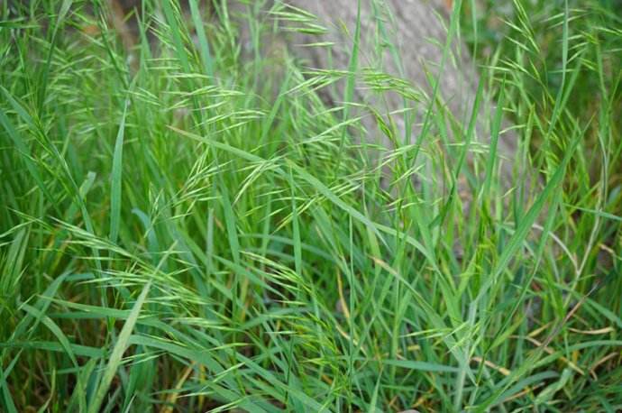 麦田雀麦草选择氟唑磺隆