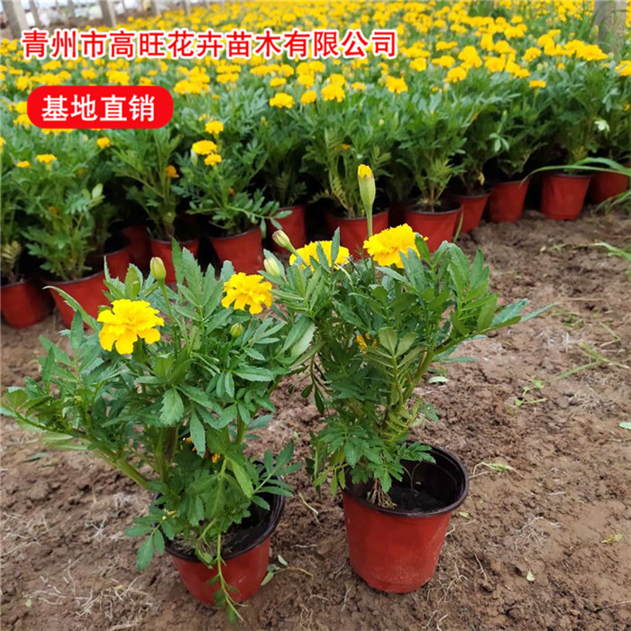 孔雀草基地 时令花卉孔雀草批发