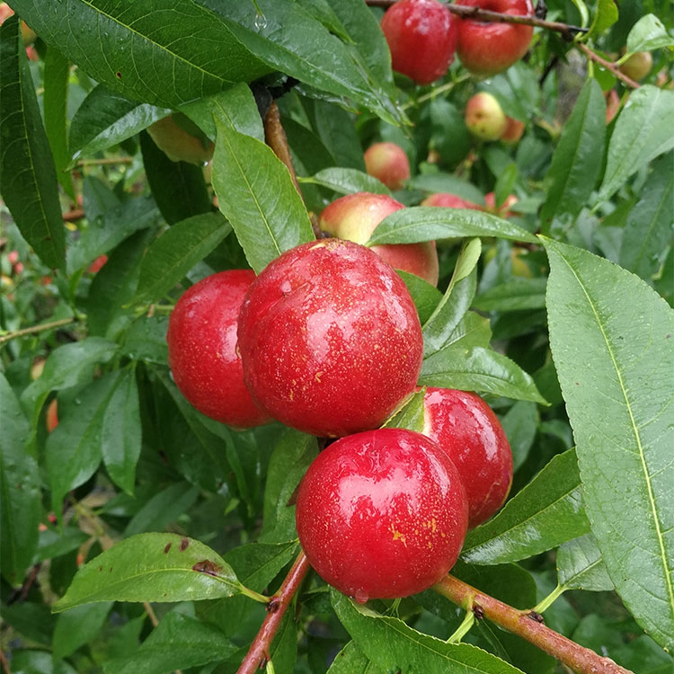 瑞硕农业 珍珠枣油桃 珍珠枣油桃产地